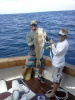 Texas Tilefish